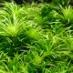 Syngonanthus sp. ‘Lago Grande’