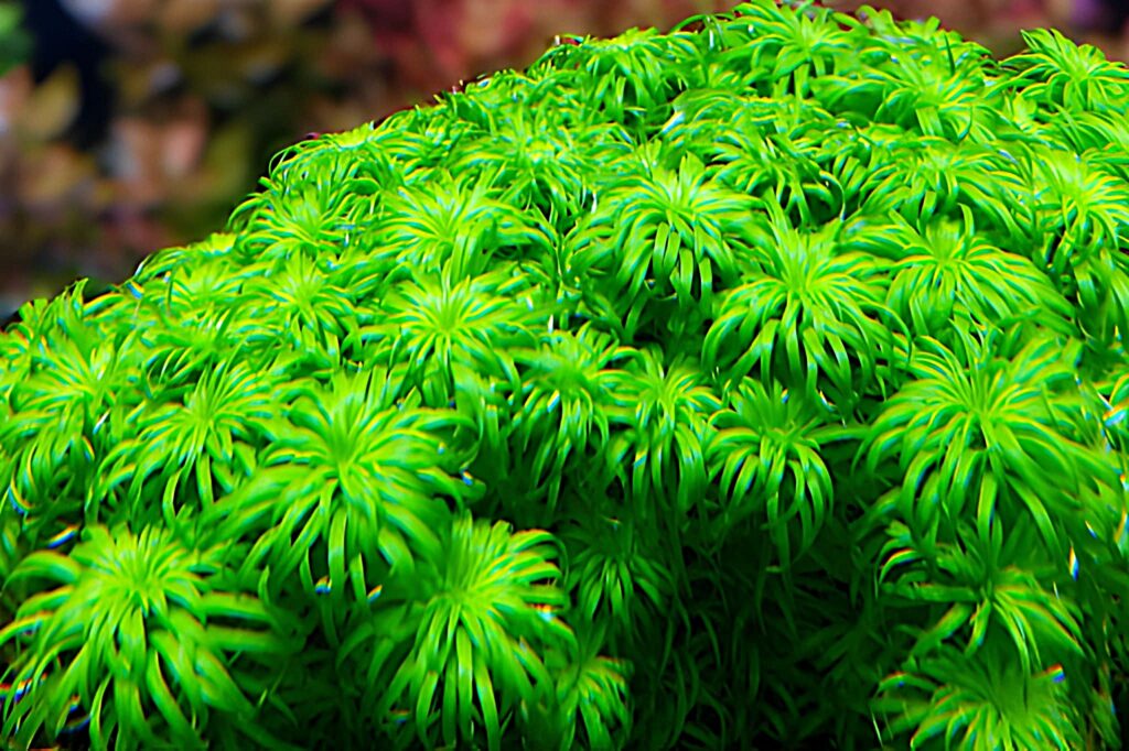 syngonanthus macrocaulon