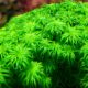 syngonanthus macrocaulon