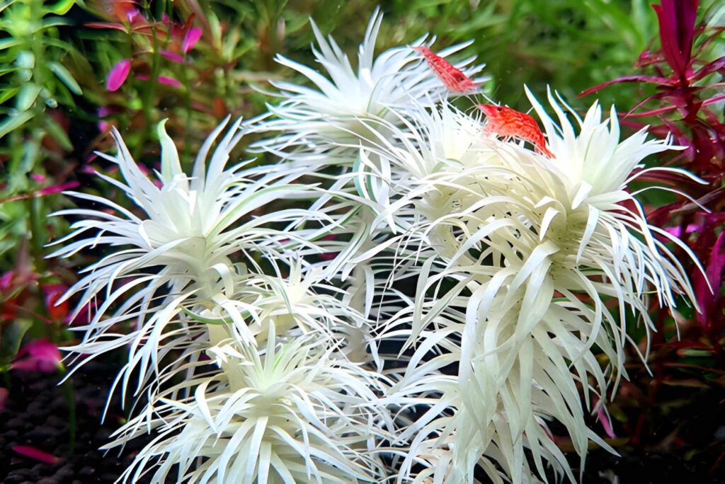 Syngonanthus macrocaulon ‘White Stripes’