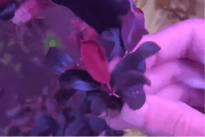 Cara Membuat Aquascape Dan Merawatnya Untuk Pemula 5 bucephalandra blue dragon