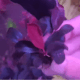 bucephalandra blue dragon