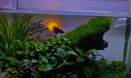 betta aquascape